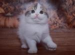 Copper - Scottish Fold Cat For Sale - Hollywood, FL, US