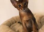 Masandra - Abyssinian Cat For Sale - Murrieta, CA, US