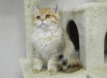 British Shorthair Kevin - British Shorthair Cat For Sale - Chicago, IL, US