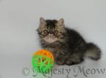 Tyson - Persian Cat For Sale - Yucca Valley, CA, US