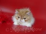 Palcasha - Persian Cat For Sale - Yucca Valley, CA, US