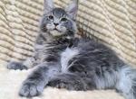 Pythagoras - Maine Coon Cat For Sale - Hollywood, FL, US