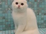 White Lotus - Scottish Fold Cat For Sale - Hollywood, FL, US