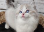 Samuel - Ragdoll Cat For Sale - Miami, FL, US