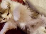 Liz - Scottish Fold Cat For Sale - Philadelphia, PA, US