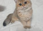 Simba1 - British Shorthair Cat For Sale - NY, US