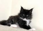 Cleo - Maine Coon Cat For Sale - Miami, FL, US