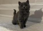 Barbe - British Shorthair Cat For Sale - Hollywood, FL, US