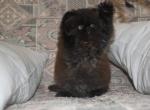 Felix - Persian Cat For Sale - Hollywood, FL, US