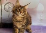 Violetta - Maine Coon Cat For Sale - Miami, FL, US