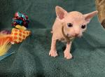 Yoda RESERVED - Sphynx Cat For Sale - San Antonio, TX, US