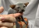 Hugo RESERVED - Sphynx Cat For Sale - San Antonio, TX, US