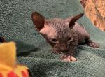 Violet RESERVED - Sphynx Cat For Sale - San Antonio, TX, US