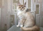 XSolomon - Maine Coon Cat For Sale - Miami, FL, US