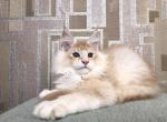 XSander - Maine Coon Cat For Sale - Hollywood, FL, US