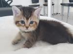 Lara - Scottish Straight Cat For Sale - Miami, FL, US