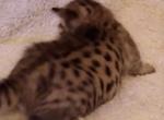 F7SBT Brown Black Spotted boys - Savannah Cat For Sale - Franklin, NC, US