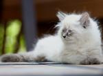 Finley Mack Helios - Siberian Cat For Sale - Ashburn, VA, US