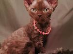 Kittens available - Devon Rex Cat For Sale - Havana, AR, US
