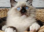 Questa - Ragdoll Cat For Sale - Miami, FL, US