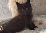 Yamato - Maine Coon Cat For Sale - Hollywood, FL, US