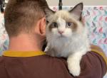 Cacao - Ragdoll Cat For Sale - Miami, FL, US