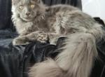 Bingo - Maine Coon Cat For Sale - Hollywood, FL, US