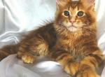 Columbus - Maine Coon Cat For Sale - Hollywood, FL, US