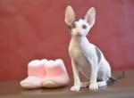 Linda - Cornish Rex Cat For Sale - Hollywood, FL, US