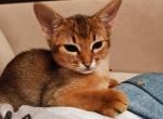 Neona - Abyssinian Cat For Sale - Norwalk, CT, US