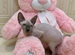 Tora - Sphynx Cat For Sale - Norwalk, CT, US