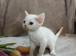 Diana - Devon Rex Cat For Sale - Miami, FL, US