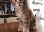 Kuzma - Maine Coon Cat For Sale - Miami, FL, US