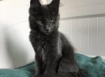 Jet - Maine Coon Cat For Sale - Miami, FL, US