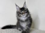 Zodiac - Maine Coon Cat For Sale - Miami, FL, US