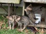 4 male kittens - Bengal Cat For Sale - St. Louis, MO, US