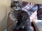 Maine coon kitten male in black classic tabby - Maine Coon Cat For Sale - Bayville, NJ, US