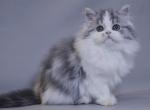 Qwenty - Scottish Straight Cat For Sale - Norwalk, CT, US