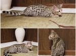 F3 Savannah Brown Male - Savannah Cat For Sale - New Holland, PA, US