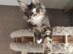 Jupiter - Maine Coon Cat For Sale - Hollywood, FL, US