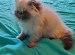 Himalayan Persian Kitten - Himalayan Cat For Sale - Satellite Beach, FL, US