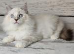 Marcel - Ragdoll Cat For Sale - Miami, FL, US