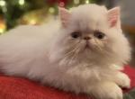 Jasper - Persian Cat For Sale - PA, US