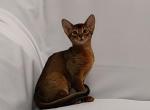 Yara - Abyssinian Cat For Sale - Norwalk, CT, US