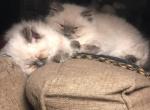 Lilac Himalayan Male Perfect Holiday Gift - Himalayan Cat For Sale - Biglerville, PA, US