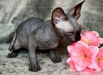 Tisson - Sphynx Cat For Sale - Norwalk, CT, US