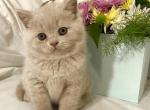 William - British Shorthair Cat For Sale - Hollywood, FL, US