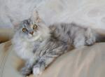 Future kittens silvers and red and whites - Maine Coon Cat For Sale - OH, US