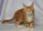 August - Maine Coon Cat For Sale - Hollywood, FL, US