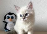 Candy - Siberian Cat For Sale - Miami, FL, US